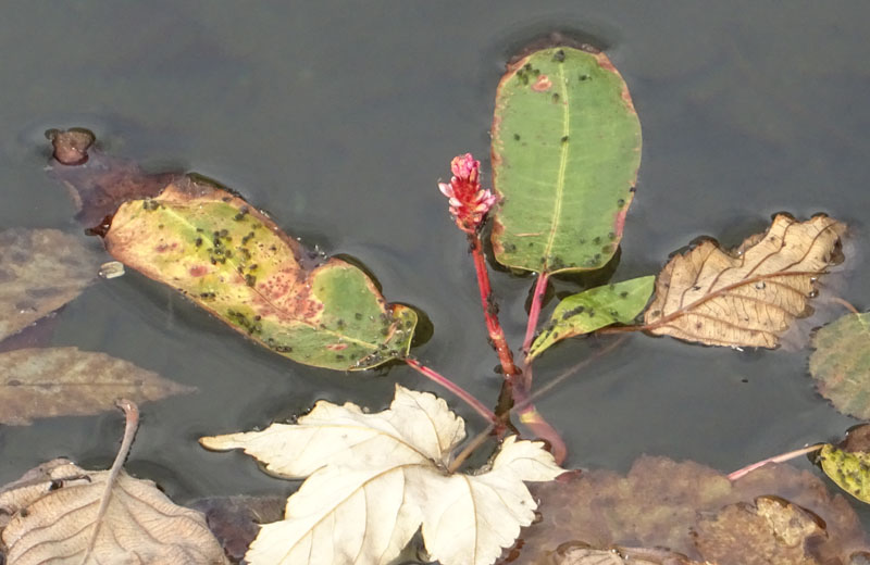 Persicaria amphibia  / Poligono anfibio